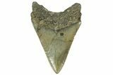 Serrated, Fossil Megalodon Tooth - North Carolina #363712-1